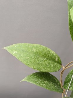 Hoya SP Aceh