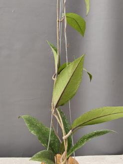 Hoya SP Aceh