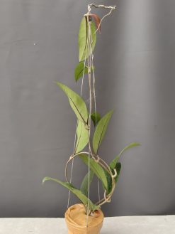 Hoya SP Aceh