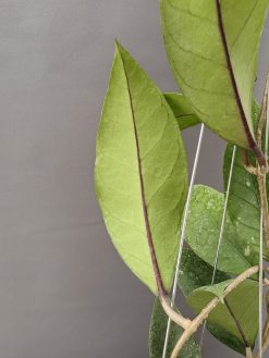 Hoya SP Aceh