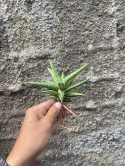 Sansevieria Balii Variegated, real gallery image #13 plants. Picture taken directly from kaktus.id community Sansevieria farmer green houses.