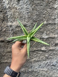 Sansevieria Balii Variegated, real gallery image #15 plants. Picture taken directly from kaktus.id community Sansevieria farmer green houses.
