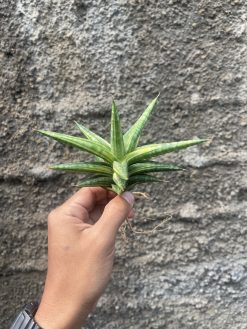 Sansevieria Balii Variegated, real gallery image #14 plants. Picture taken directly from kaktus.id community Sansevieria farmer green houses.