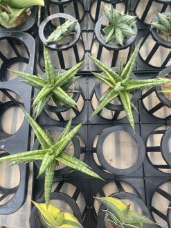 Sansevieria Balii Variegated, real gallery image #12 plants. Picture taken directly from kaktus.id community Sansevieria farmer green houses.