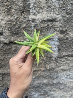 Sansevieria Balii Variegated, real gallery image #9 plants. Picture taken directly from kaktus.id community Sansevieria farmer green houses.