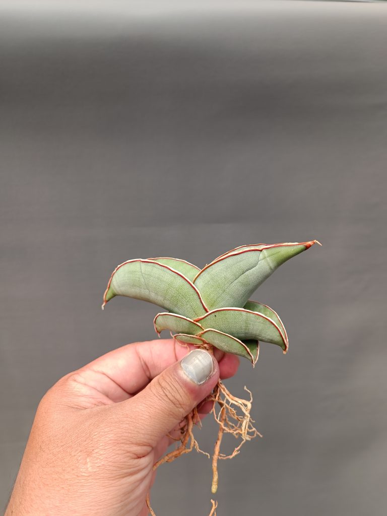 kaktus.id