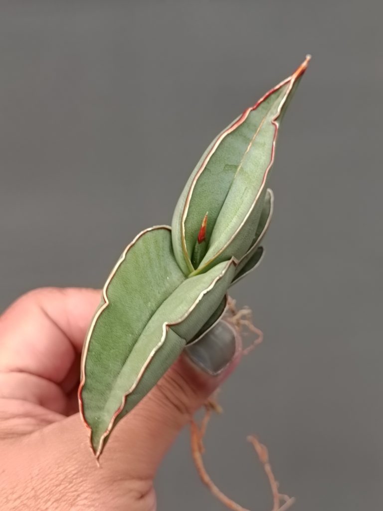 kaktus.id