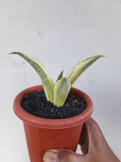 Sansevieria Marsanda White Variegated, real gallery image #9 plants. Picture taken directly from kaktus.id community Sansevieria farmer green houses.