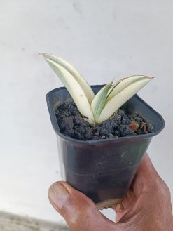 Sansevieria Marsanda White Variegated, real gallery image #6 plants. Picture taken directly from kaktus.id community Sansevieria farmer green houses.