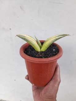 Sansevieria Marsanda White Variegated, real gallery image #15 plants. Picture taken directly from kaktus.id community Sansevieria farmer green houses.