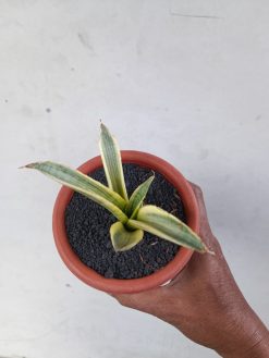 Sansevieria Marsanda White Variegated, real gallery image #10 plants. Picture taken directly from kaktus.id community Sansevieria farmer green houses.