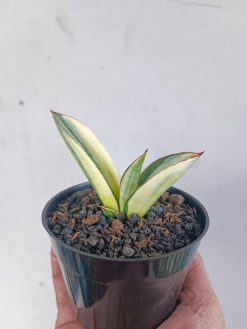 Sansevieria Marsanda White Variegated, real gallery image #14 plants. Picture taken directly from kaktus.id community Sansevieria farmer green houses.