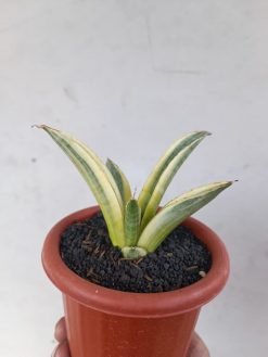 Sansevieria Marsanda White Variegated, real gallery image #11 plants. Picture taken directly from kaktus.id community Sansevieria farmer green houses.