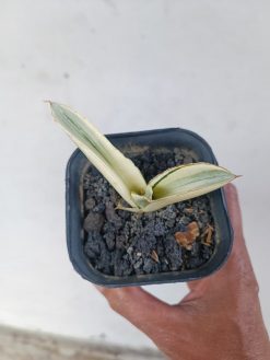 Sansevieria Marsanda White Variegated, real gallery image #7 plants. Picture taken directly from kaktus.id community Sansevieria farmer green houses.