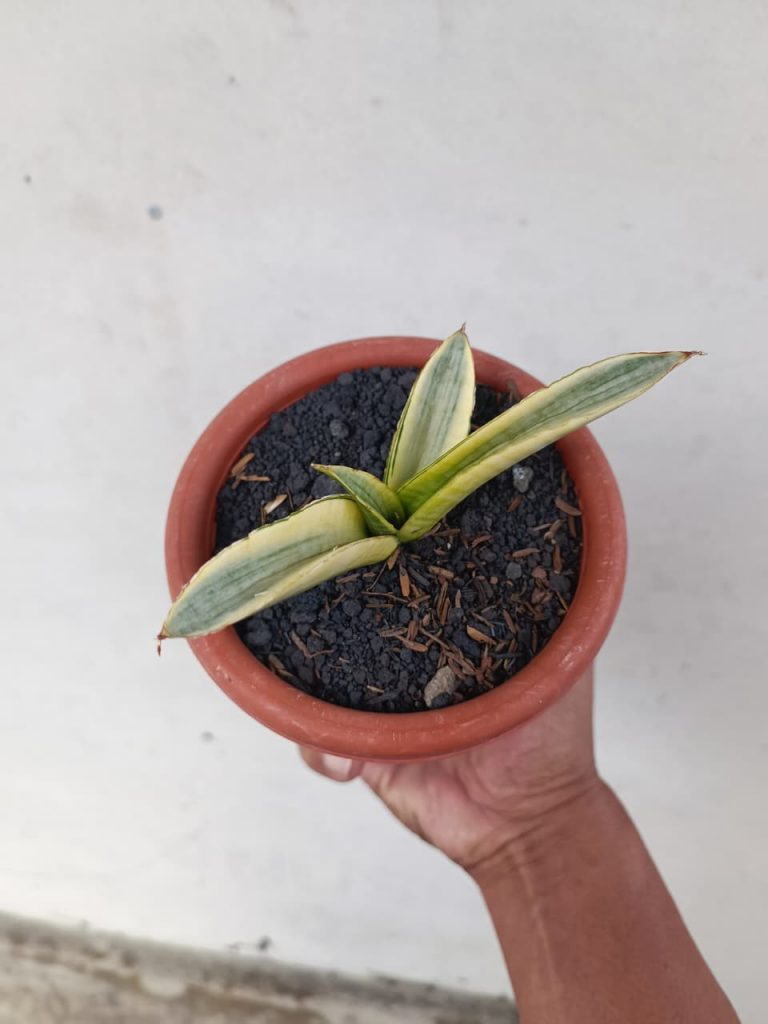 kaktus.id