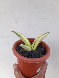 Sansevieria Marsanda White Variegated, real gallery image #17 plants. Picture taken directly from kaktus.id community Sansevieria farmer green houses.