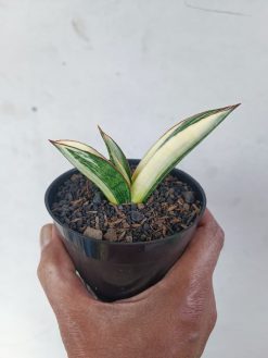 Sansevieria Marsanda White Variegated, real gallery image #12 plants. Picture taken directly from kaktus.id community Sansevieria farmer green houses.