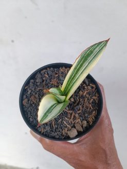 Sansevieria Marsanda White Variegated, real gallery image #13 plants. Picture taken directly from kaktus.id community Sansevieria farmer green houses.