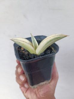 Sansevieria Marsanda White Variegated, real gallery image #8 plants. Picture taken directly from kaktus.id community Sansevieria farmer green houses.