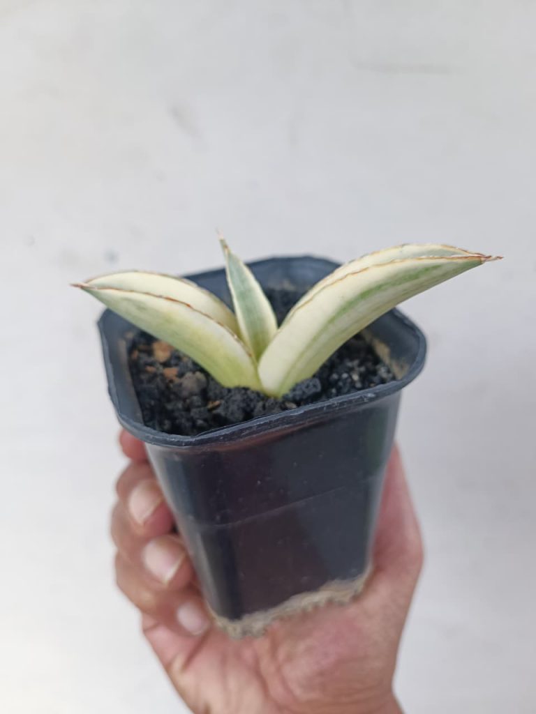 kaktus.id