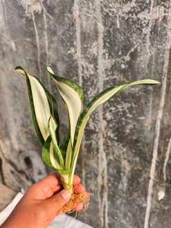 Sansevieria Sarah Huffman, real gallery image #4 plants. Picture taken directly from kaktus.id community Sansevieria farmer green houses.
