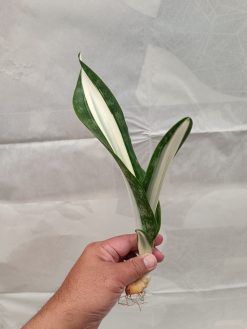 Sansevieria Sarah Huffman, real gallery image #2 plants. Picture taken directly from kaktus.id community Sansevieria farmer green houses.