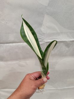 Sansevieria Sarah Huffman, real gallery image #6 plants. Picture taken directly from kaktus.id community Sansevieria farmer green houses.