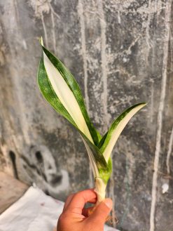 Sansevieria Sarah Huffman, real gallery image #3 plants. Picture taken directly from kaktus.id community Sansevieria farmer green houses.