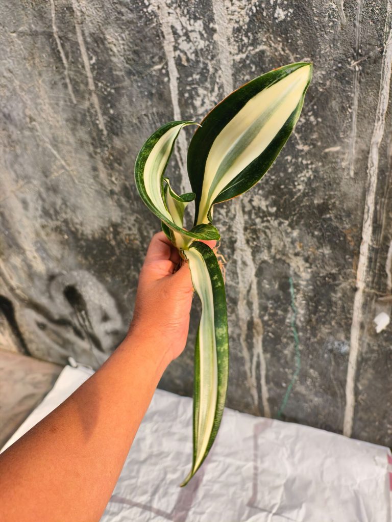 kaktus.id