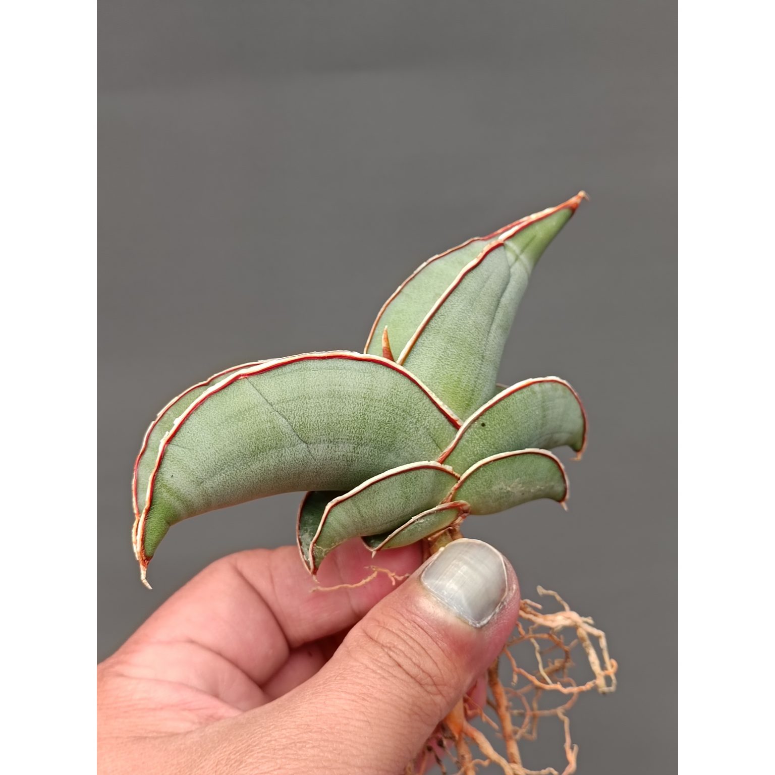 Sansevieria Banana