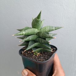 Sansevieria Bimara