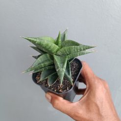 Sansevieria Bimara