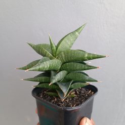 Sansevieria Bimara