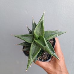 Sansevieria Bimara