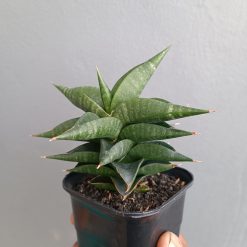 Sansevieria Bimara