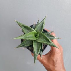 Sansevieria Bimara