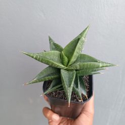 Sansevieria Bimara