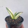Sansevieria Marsanda White Variegated