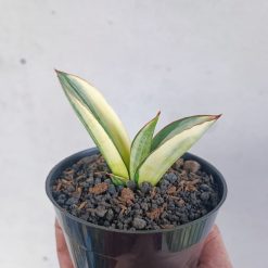 Sansevieria Marsanda White Variegated