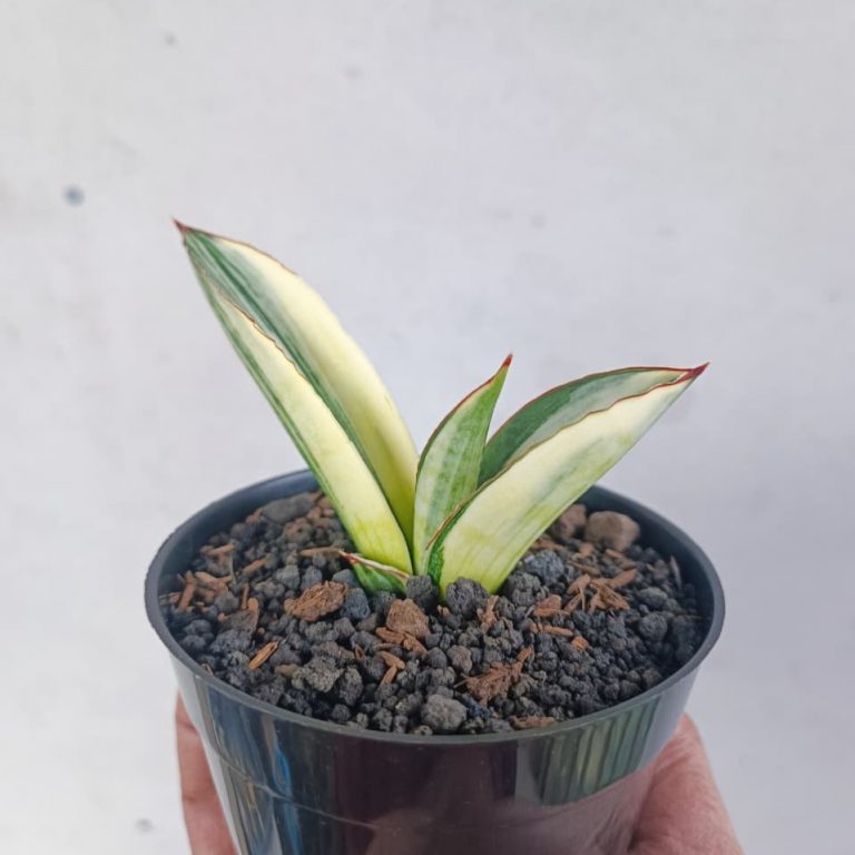 1224. Sansevieria Marsanda White Variegated