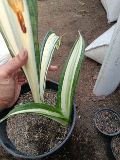 Sansevieria Sarah Huffman