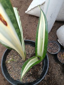 Sansevieria Sarah Huffman
