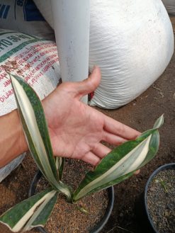 Sansevieria Sarah Huffman