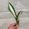 1373. Sansevieria Sarah Huffman