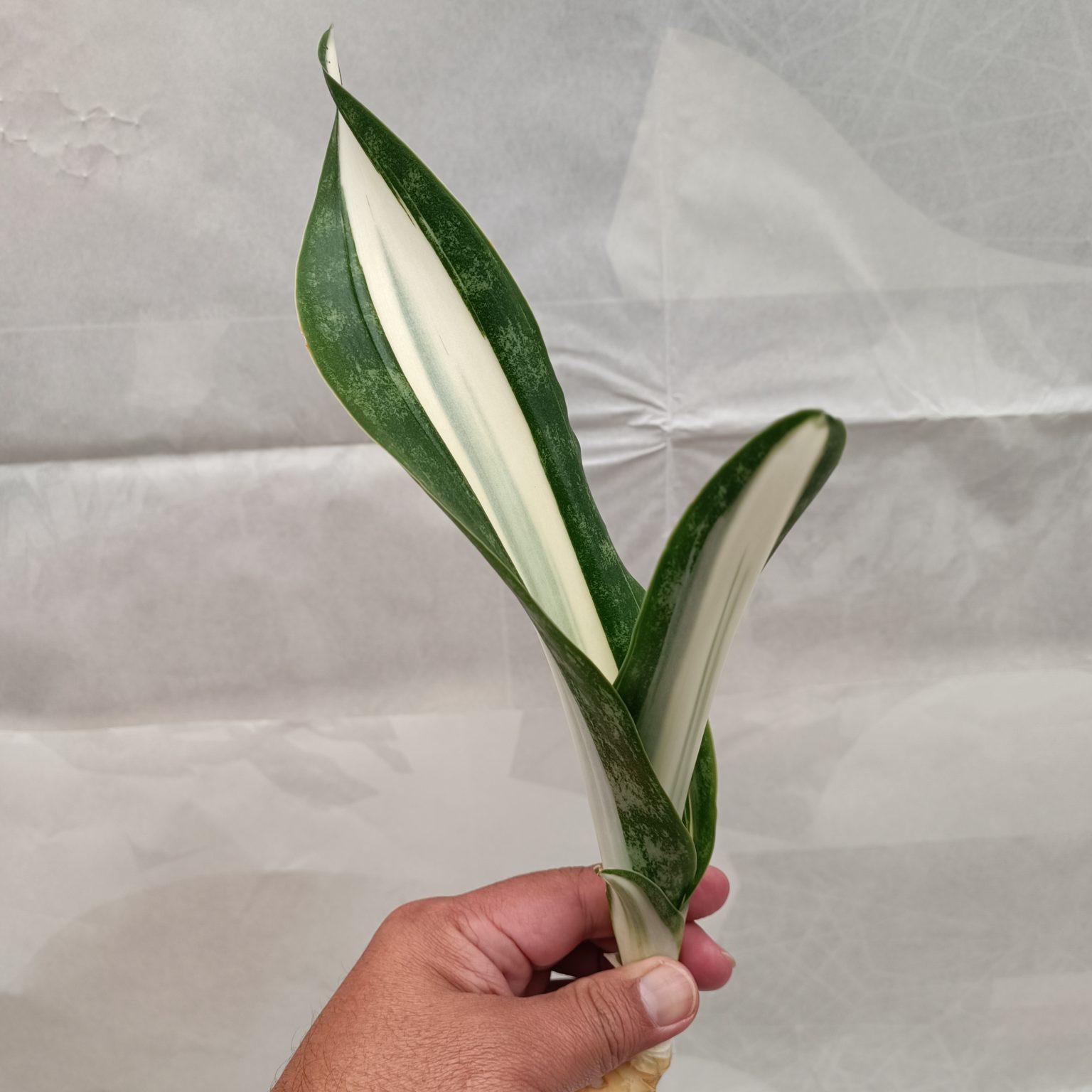 Sansevieria Sarah Huffman, real feature image plant. Picture taken directly from kaktus.id community Sansevieria farmer green houses.