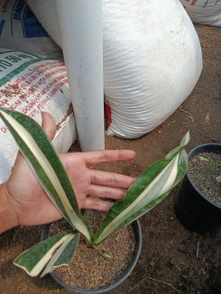 Sansevieria Sarah Huffman