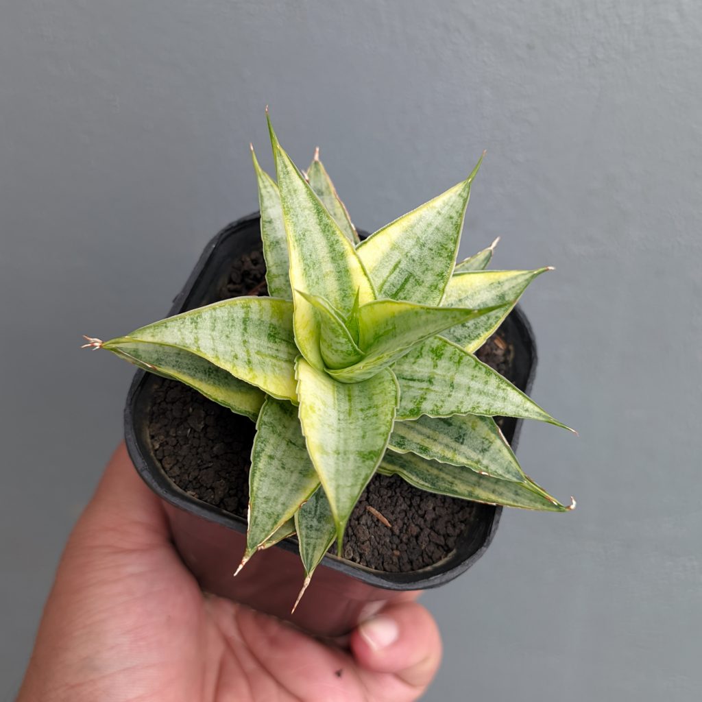 kaktus.id