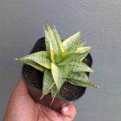 Sansevieria Sweet Calery Variegated, real feature image plant. Picture taken directly from kaktus.id community Sansevieria farmer green houses.