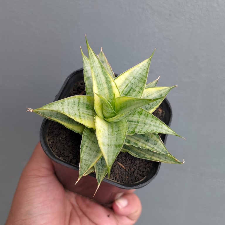 サンスベリア Sansevieria Tiger Blue variegated Sansevieria Tiger