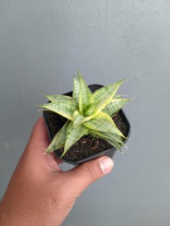 Sansevieria Sweet Calery Variegated, real gallery image #2 plants. Picture taken directly from kaktus.id community Sansevieria farmer green houses.